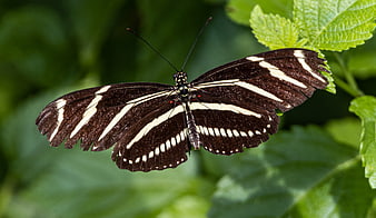 Zebra Longwing Butterfly on Green Leaves