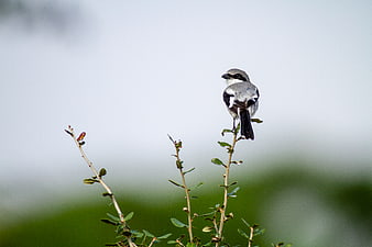 Loggerhead Shrike Perched on Branch with Copy Space
