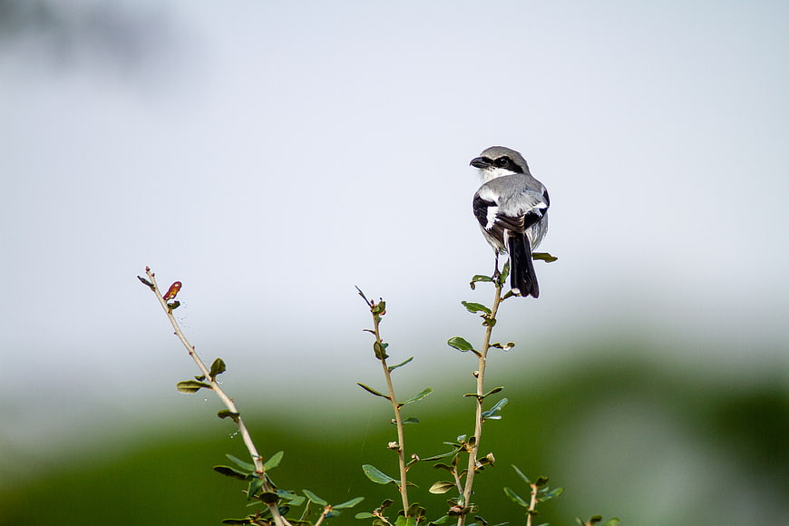 Loggerhead Shrike Perched on Branch with Copy Space