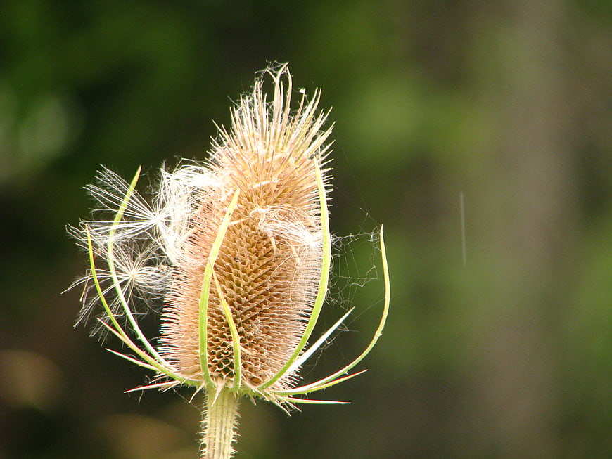 Close-up of Teasel Seed Head with Fluffy Seeds