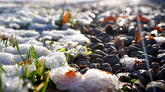 Close-up of melting snow on gravel with green grass sprouts