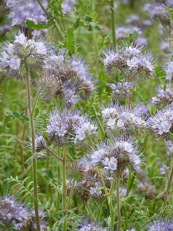 Close-up of blooming phacelia flowers in a meadow
