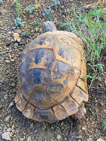 Top View of Tortoise Shell in Arid Landscape