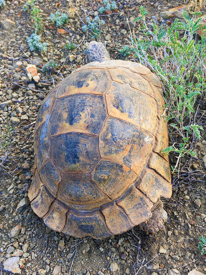 Top View of Tortoise Shell in Arid Landscape