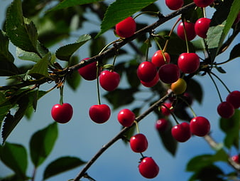 Ripe red cherries hanging on a branch against blue sky