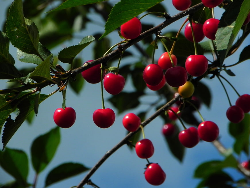 Ripe red cherries hanging on a branch against blue sky