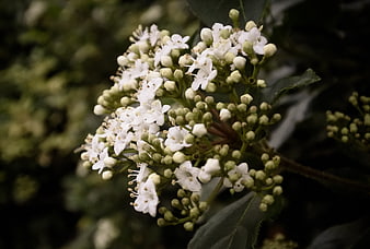 Close-up of white viburnum flower cluster with green buds