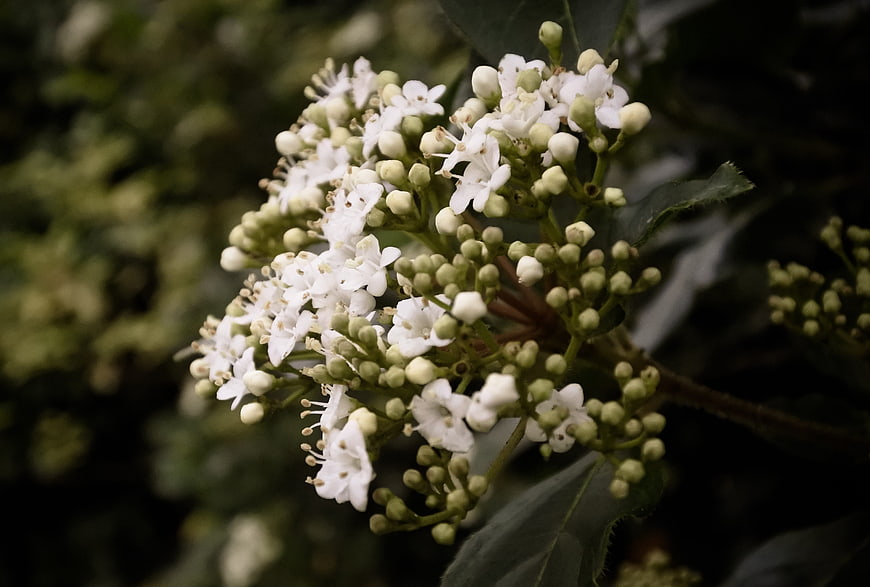 Close-up of white viburnum flower cluster with green buds