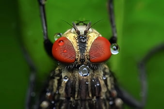 Macro Close-up of Fly Face with Red Eyes and Water Droplets