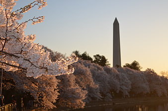 Cherry Blossoms and Washington Monument at Golden Hour