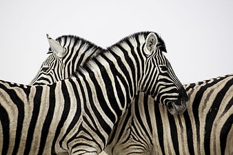 Two zebras nuzzling affectionately against a clean white background