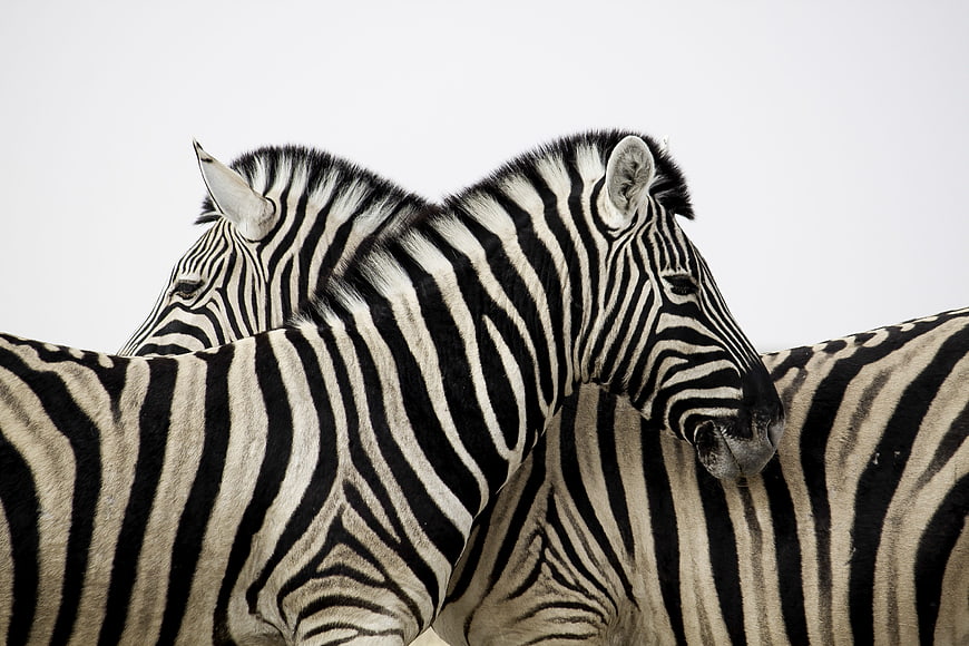 Two zebras nuzzling affectionately against a clean white background