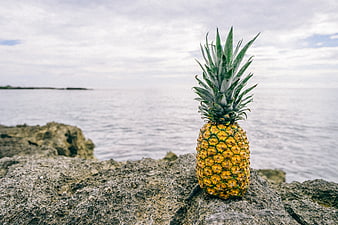 Fresh pineapple on rocky shore with ocean background