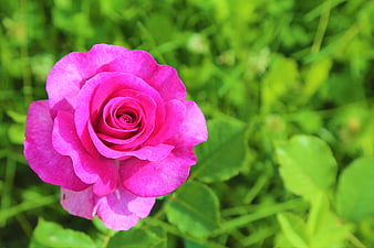 Vibrant Pink Rose Close-Up on Green Background