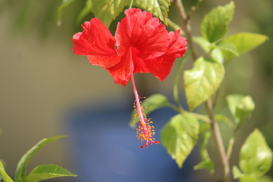 Vibrant Red Hibiscus Flower with Water Droplets