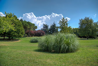 Sunny park landscape with ornamental grass and blue sky