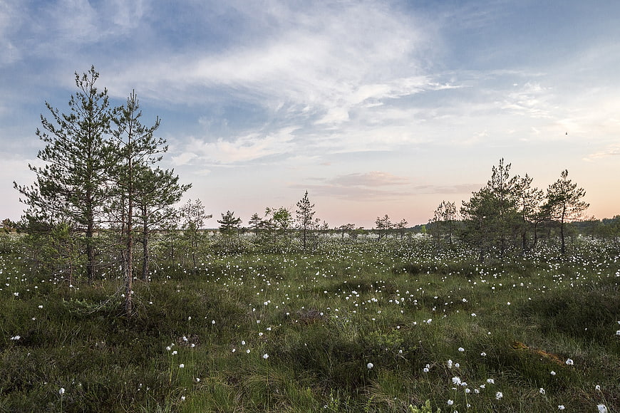 Serene Pine Forest Meadow with White Cotton Grass at Sunset