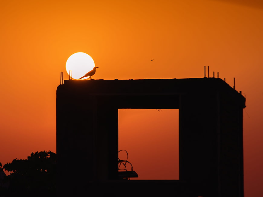 Silhouette of Bird on Building Roof Against Orange Sunset