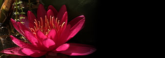Vibrant Red Water Lily Floating on Dark Pond Water