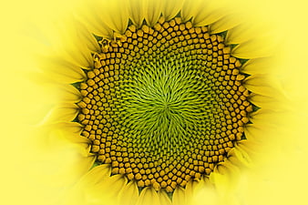 Macro Close-Up of Sunflower Center with Yellow Petals