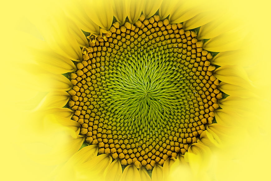 Macro Close-Up of Sunflower Center with Yellow Petals