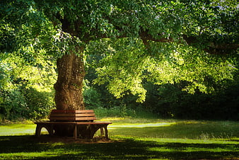 Peaceful wooden bench under large tree in park
