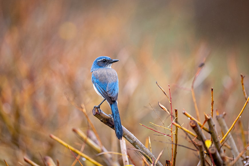 Western Scrub Jay perched on branch in nature