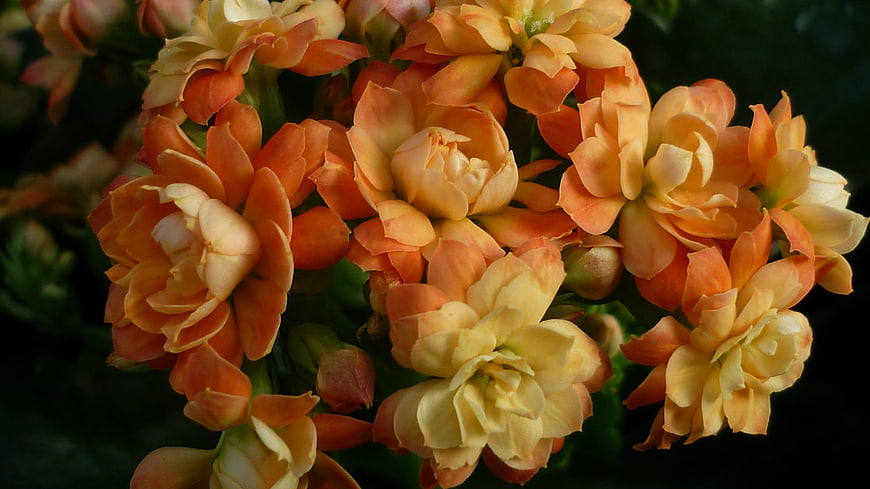Close-up of vibrant orange and yellow kalanchoe flowers