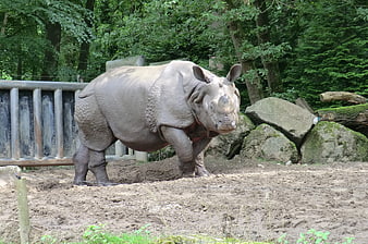 Indian rhinoceros standing in zoo enclosure with forest background