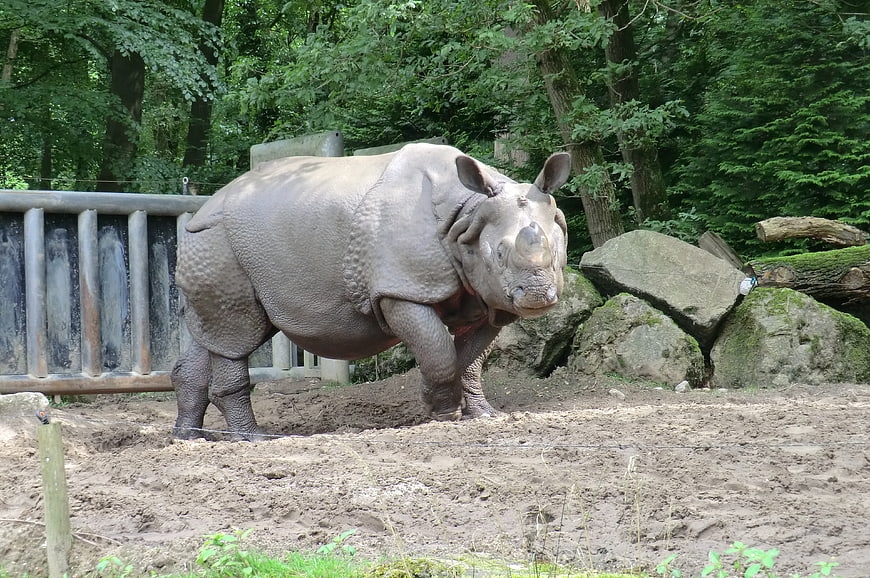 Indian rhinoceros standing in zoo enclosure with forest background