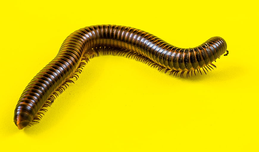 Giant millipede macro shot on bright yellow background
