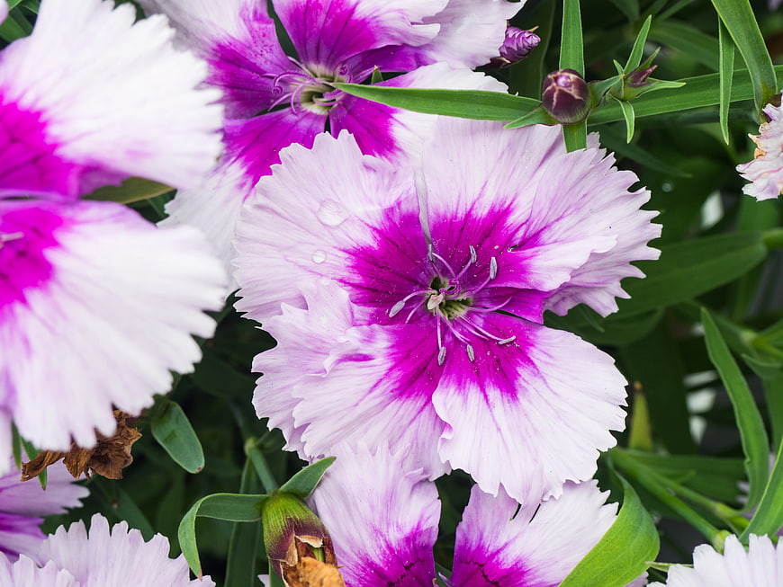 Close-up of vibrant pink and white dianthus flowers with green leaves