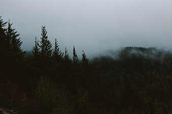 Dark Foggy Forest Landscape with Pine Trees