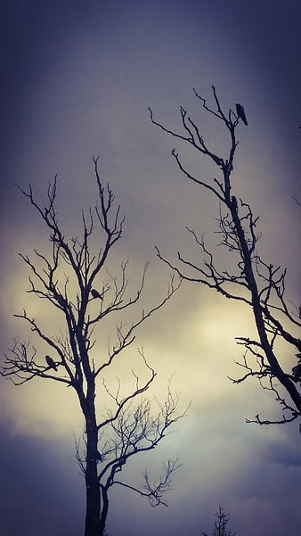 Silhouettes of birds perched on bare trees against moody sky