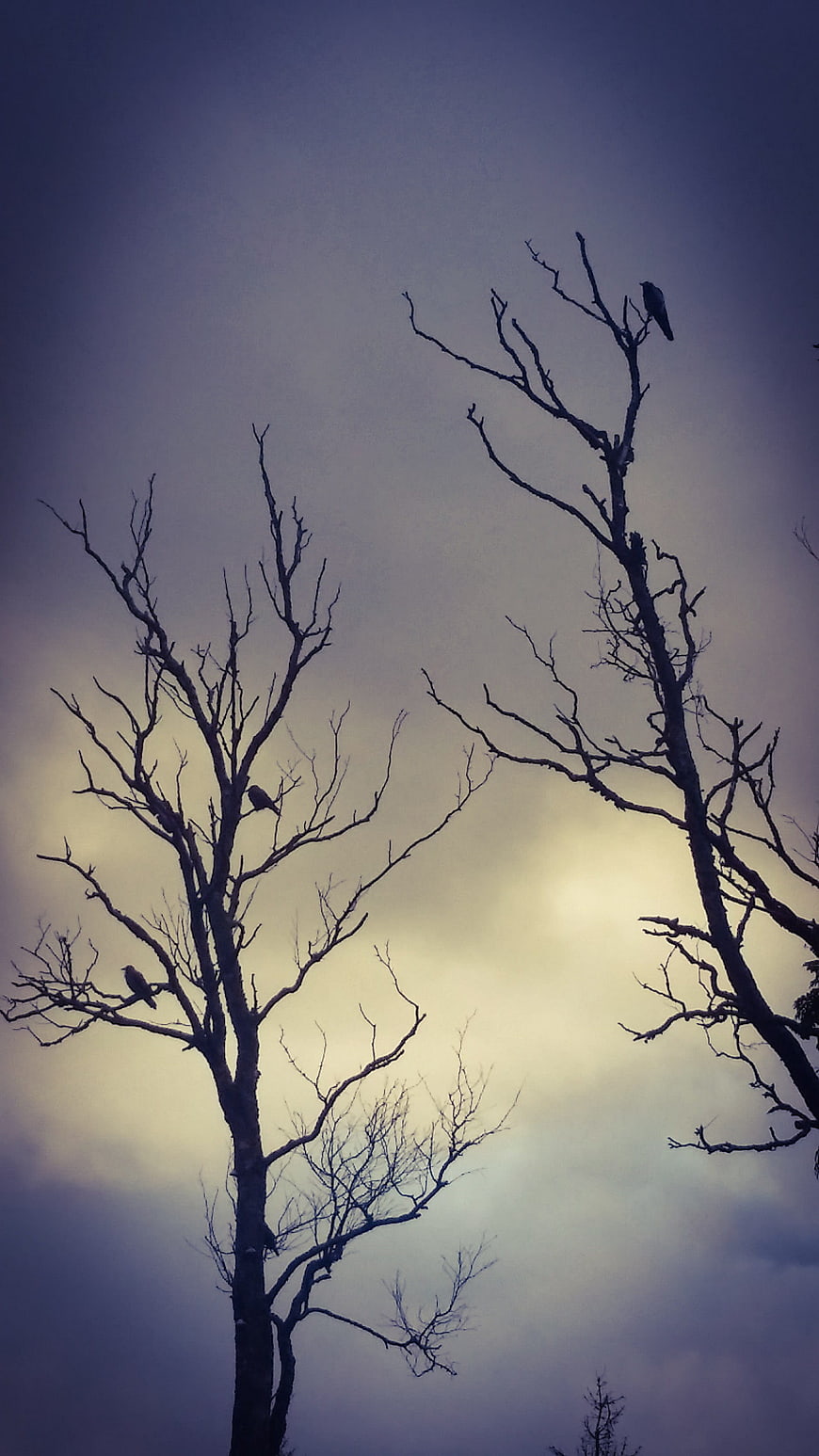 Silhouettes of birds perched on bare trees against moody sky