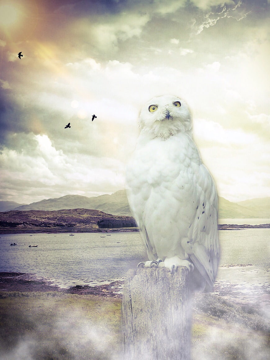 Mystical white owl perched on wooden post by sea