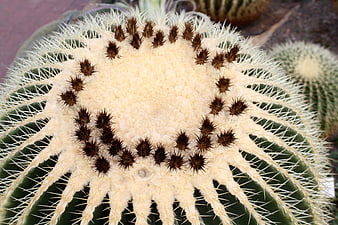 Close-up of Golden Barrel Cactus Crown with Spines