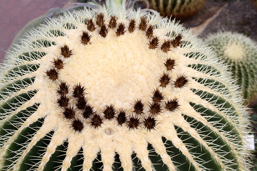 Close-up of Golden Barrel Cactus Crown with Spines