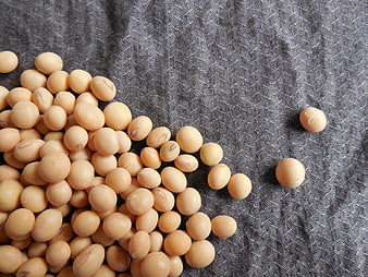 Soybeans on gray textured fabric background