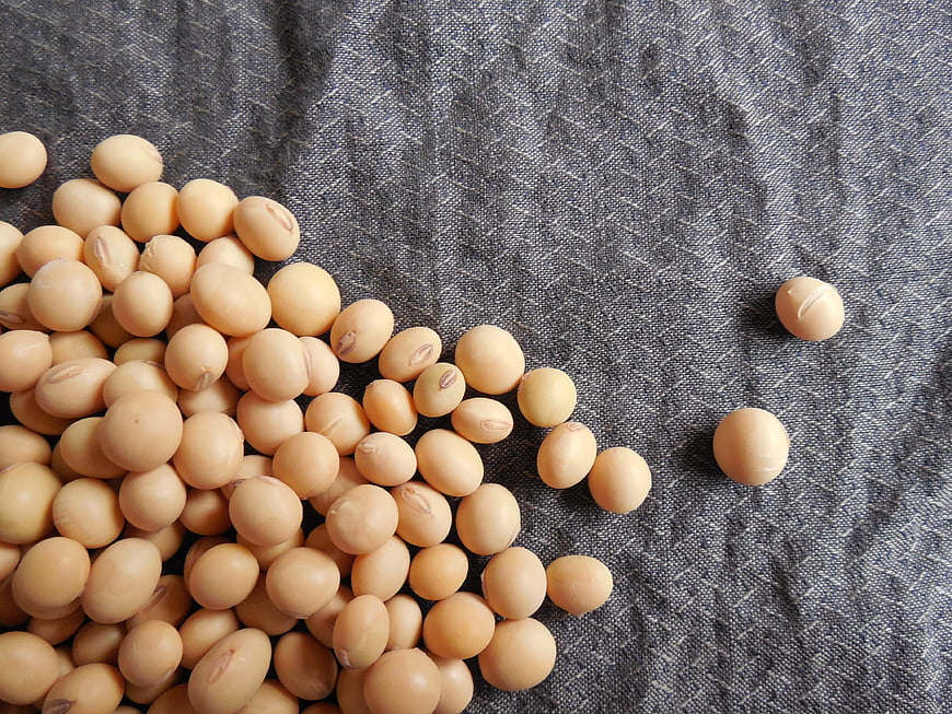 Soybeans on gray textured fabric background