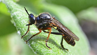 Macro Close-Up of Robber Fly on Green Leaf