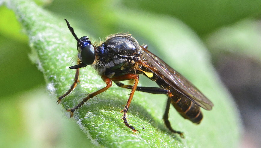 Macro Close-Up of Robber Fly on Green Leaf