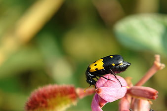 Black and yellow spotted beetle on pink flower