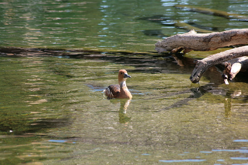 Cherry-Headed Duck Swimming in Clear Green Pond Water