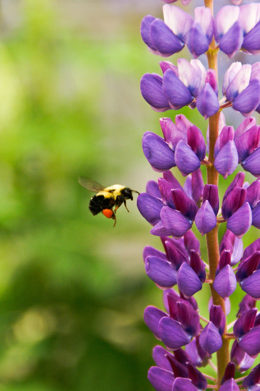 Bumblebee Pollinating Purple Lupine Flower in Garden