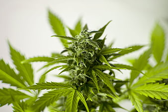 Close-up of flowering cannabis plant with green leaves