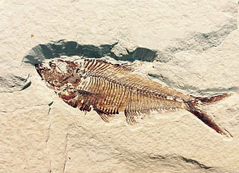 Ancient Fish Fossil Skeleton Embedded In Light Beige Limestone Rock