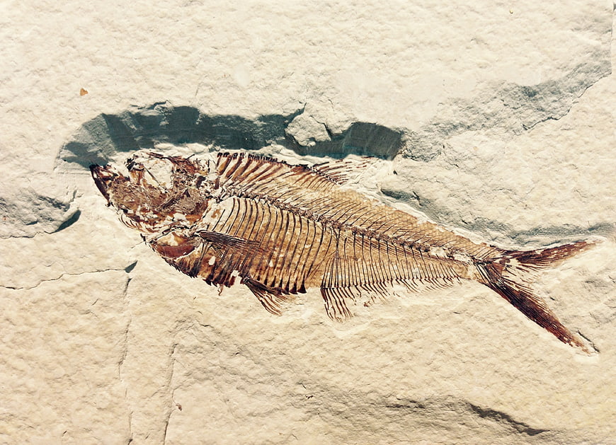 Ancient Fish Fossil Skeleton Embedded In Light Beige Limestone Rock