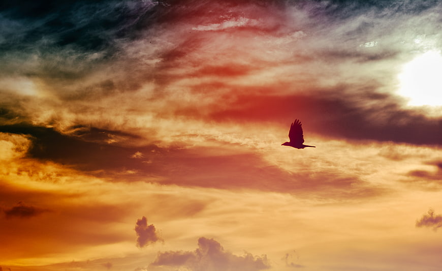 Silhouette of bird flying against dramatic sunset sky