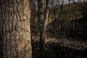 Close-up of textured tree bark in a sunlit forest